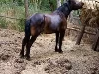 فرس, الخيول — الصورة 1