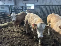 Szarvasmarha (tétel, nem megadva), Charolais cattle — 3. fotó