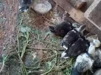 Ducks — zdjęcie 2