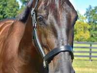 Horse (M), Percheron — photo 3