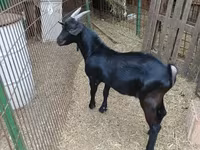 تيس, Alpine goat — الصورة 8