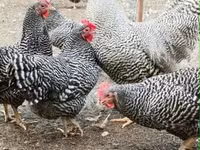 Chickens — 3. fotó