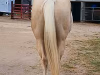 Hing, Quarter Horse — 8. fotó