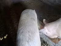 Süldőanya, Крупная белая — 1. fotó