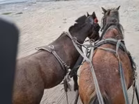 公马, Horses — 照片 1