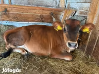 Cow, Jersey breed — photo 3