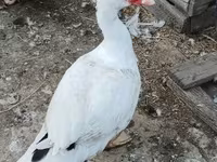 Guinea fowl — foto 2