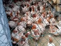 Chickens — photo 1