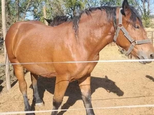 Kobyła, Hungarian horse breed