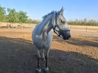 فرس, الخيول — الصورة 2