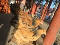Brahma — photo 4