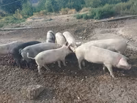 Boar, Pigs — photo 4