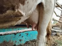 Cow, Simmental cattle — photo 2