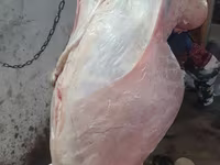 Carneiro, Adal sheep — foto 8