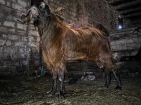 تيس, Kamori goats — الصورة 3