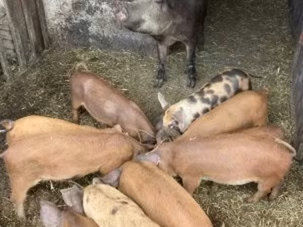 Schweine (Partie, Geschlecht nicht angegeben), Дюрок