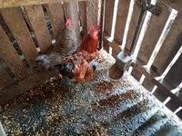 Chickens — photo 2
