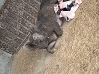 母猪, Pigs — 照片 2