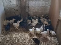Chickens — Foto 3