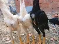 Chickens — 照片 2