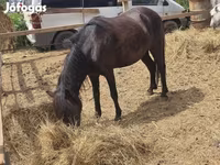 母马, Horses — 照片 4