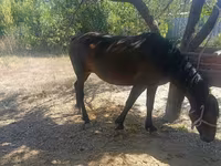 घोड़ी, Kyrgyz Horse — फ़ोटो 1
