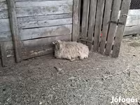 Juh, Racka sheep — 2. fotó
