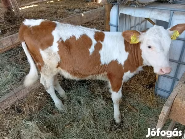 Tehén, Simmental cattle — Magyarország