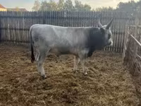 Bull, Hungarian Grey breed — photo 6