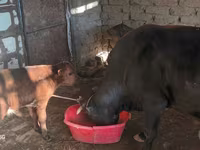 गाय, एबरडीन - एंगस — फ़ोटो 1