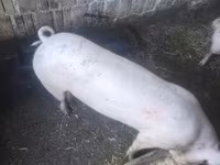 Säue, Schweine — Foto 2