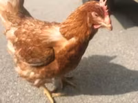 Chickens — foto 2