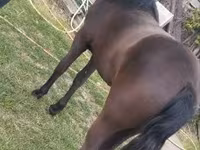 Stute, Dutch warmblood horse — Foto 2