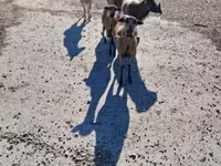 母羊, Cameroon sheep — 照片 1