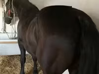 घोड़ा, Nonius horse — फ़ोटो 8
