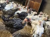 Chickens — 照片 5