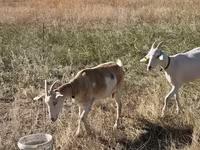 عنزة, Saanen goat — الصورة 2