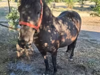 Yegua, Caballos — foto 2