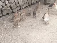 إنديان رانر — الصورة 1