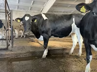 Tehén, Holstein fajta — 3. fotó