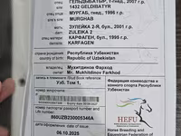 Hing, Akhal-Teke — 6. fotó