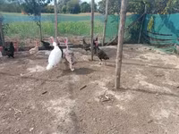 Turkeys — الصورة 2