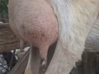 Billy Goat, Alpine goat — photo 7