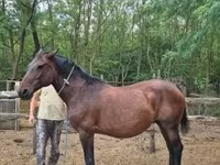 घोड़ी, Hungarian horse breed — फ़ोटो 4