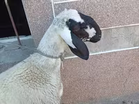 Қошқар, Arashan sheep — 2-сурет