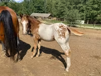 Kůň, Appaloosa — foto 3