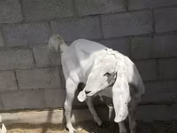 Ziege, Beetal goats — Foto 3