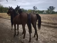 Yegua, Caballos — foto 3