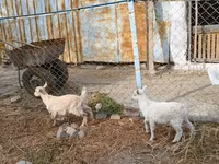 Nőstény kecske, Saanen goat — 3. fotó
