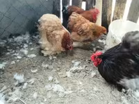 Chickens — foto 1